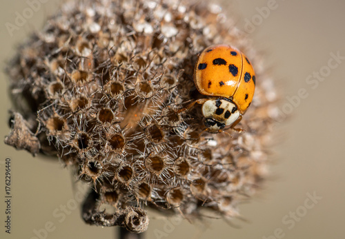 macro ladybug beetle on dried flower