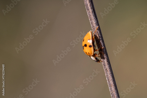 macro ladybug beetle on dried flower