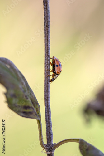 lady bug beetle walking down plant stem