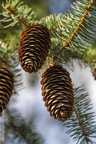 pine cones in tree from below