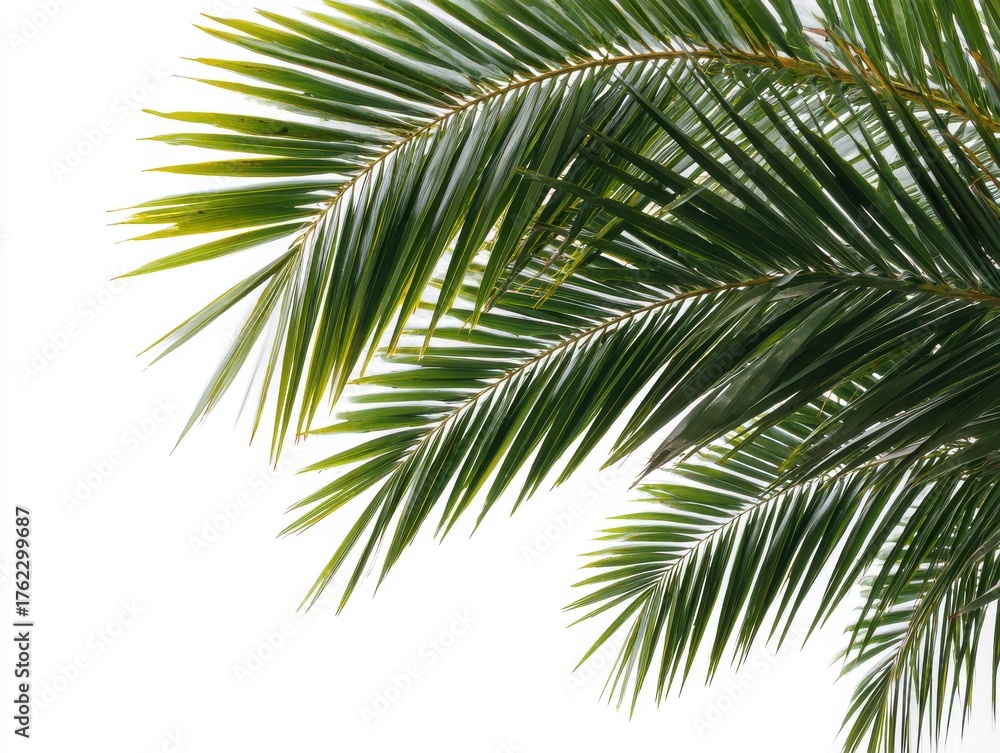 Fototapeta premium Palm fronds against white backdrop in a bright studio shot showcasing tropical plant life and botanical beauty for design elements