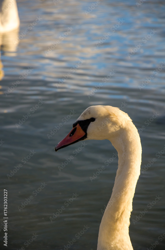 Fototapeta premium Elegant Mute Swan Portrait in Warm Light Against Dark Water