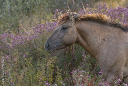 Konik Wildpferde 