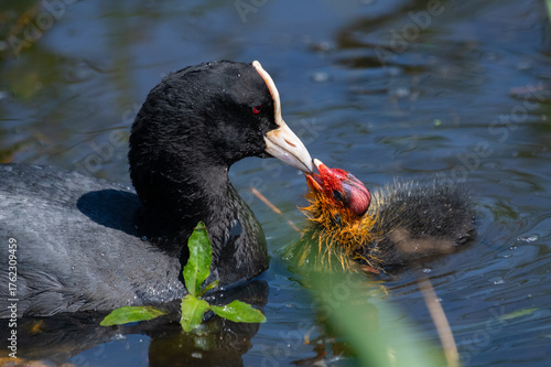 Blässhuhn füttert Nachwuchs