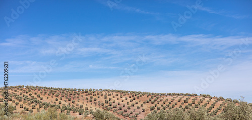 Lagunas de Campillos, Malaga, Andalusia, Spain. 4 September 2025. Olive groves and cultivated hills