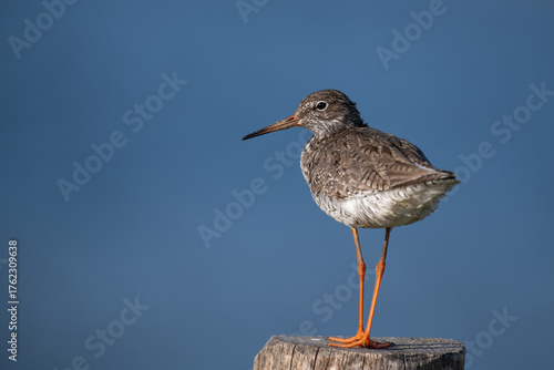 Rotschenkel vor blauem Himmel