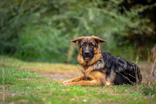 german shepherd puppy