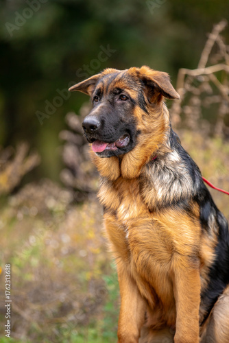 german shepherd puppy
