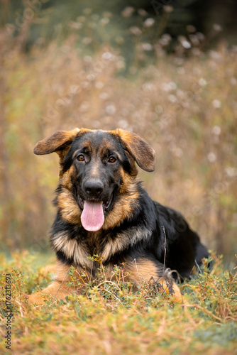 german shepherd puppy