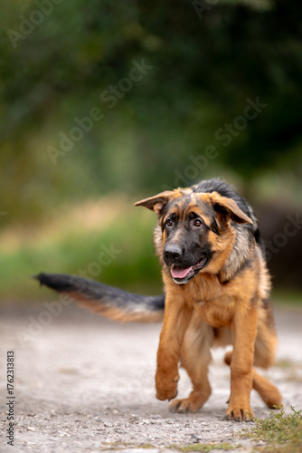 german shepherd puppy