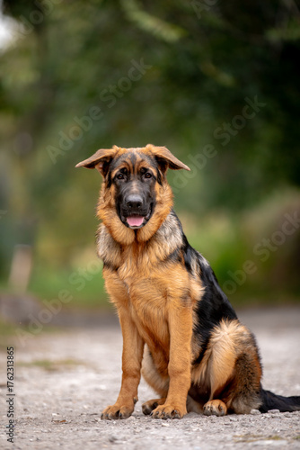 german shepherd puppy