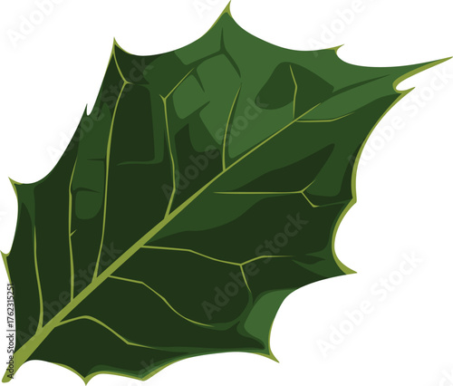 Illustration of a single, glossy, dark green holly leaf with sharp points, isolated against a white background.