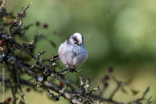 Schwanzmeise auf einem Ast