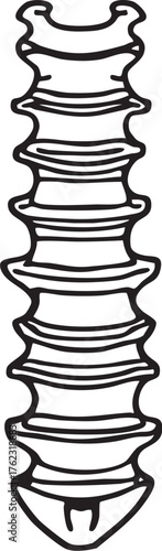 Lumbar spine anatomy in black and white, detailed vector of vertebrae and discs for medical, educational, and health themes