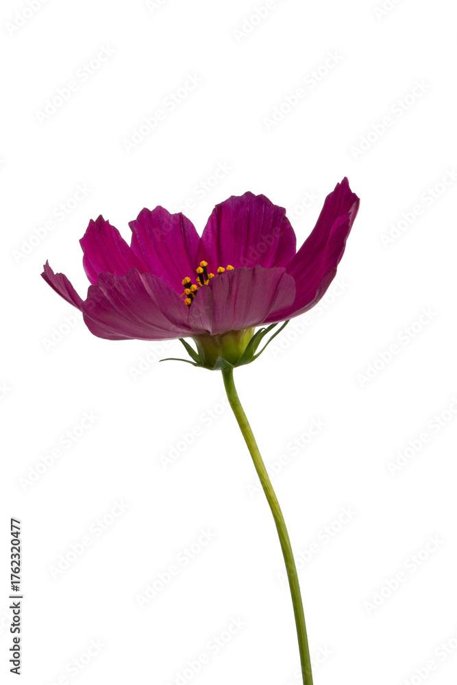 Fototapeta premium Pink spring flowers on a white isolated background