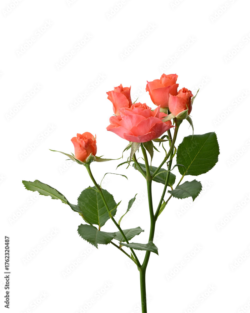 Obraz premium Red roses on a white isolated background