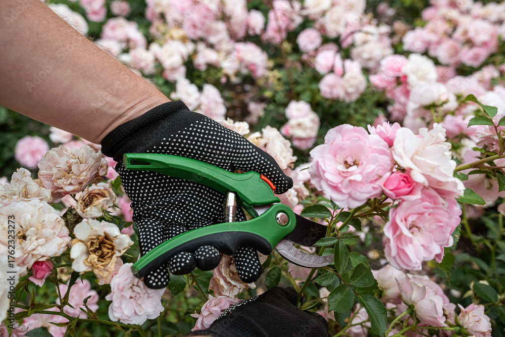 Fototapeta premium Gardener pruning light pink roses with green secateurs in garden, floral care and plant maintenance
