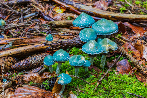 colorful mushroom caps on the forest floor