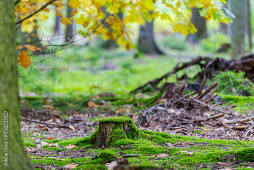 wood trunk covered with moss