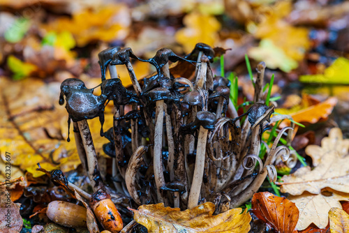 mushroom in decay
