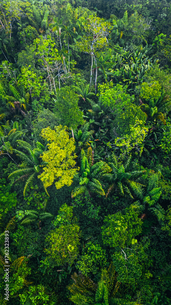 Fototapeta premium Amazon Forest Jungle Wild Nature Green Trees Amapá North Brazil South America Tropical Rainforest Adventure Landscape Exploration Ecology Environment Outdoor Travel Wilderness Flora Scenic Path Life