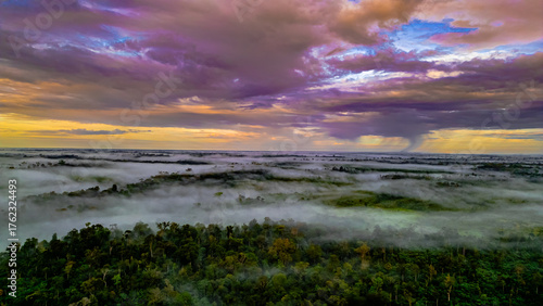 Amazon Forest Jungle Wild Nature Green Trees Amapá North Brazil South America Tropical Rainforest Adventure Landscape Exploration Ecology Environment Outdoor Travel Wilderness Flora Scenic Path Life