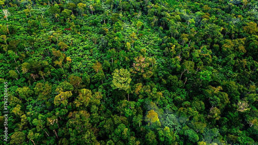 Naklejka premium Amazon Forest Jungle Wild Nature Green Trees Amapá North Brazil South America Tropical Rainforest Adventure Landscape Exploration Ecology Environment Outdoor Travel Wilderness Flora Scenic Path Life