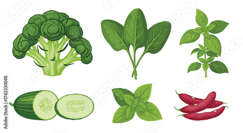Fresh vegetables: broccoli spinach basil cucumber beans.