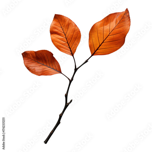 autumn leaves isolated on a transparent white background, clipping path