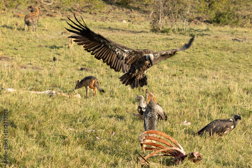 Canvastavla Jackal chasing a vulture away from the giraffe carcass