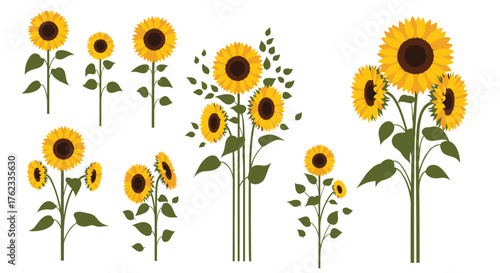 Sunflowers Collection: Vibrant Blooms and Green Stems.