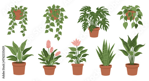 Collection of potted plants for home decoration and design.