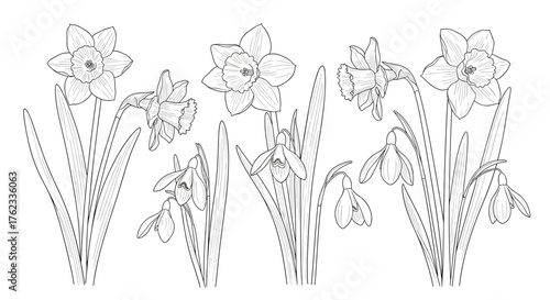 Line art illustration of daffodils and snowdrops in a garden.