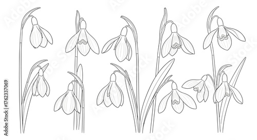 Elegant Snowdrop Flowers Line Art Drawing Set.