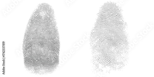 Two detailed fingerprint images showing unique ridge patterns for identification purposes vector
