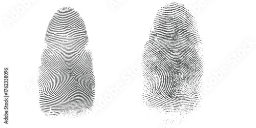 Two detailed fingerprint images showing unique ridge patterns for identification purposes vector