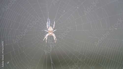 Silken Trap: Spider at Work