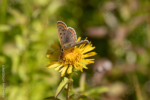 Cuivré fuligineux --- Argus myope (Lycaena tityrus)
Lycaena tityrus in its natural element
