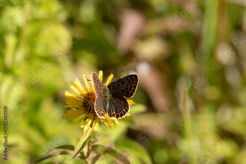 Cuivré fuligineux --- Argus myope (Lycaena tityrus)
Lycaena tityrus in its natural element

