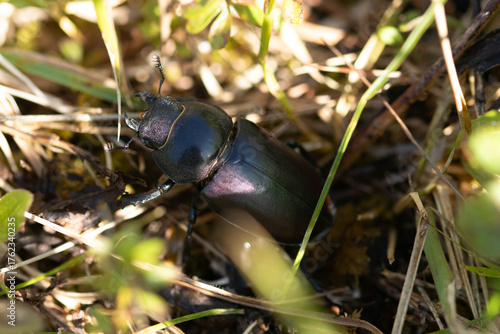 Lucane Cerf-Volant --- Cerf-volant (♂) --- Grande biche (♀) (Lucanus cervus)
Lucanus cervus in its natural element
