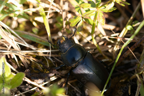 Lucane Cerf-Volant --- Cerf-volant (♂) --- Grande biche (♀) (Lucanus cervus)
Lucanus cervus in its natural element
