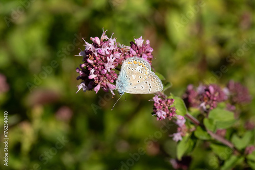 Argus bleu --- Azuré commun (Polyommatus icarus)
Polyommatus icarus on an unidentified flower or plant
