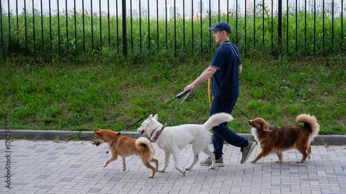 Foto A man walks three different dogs.