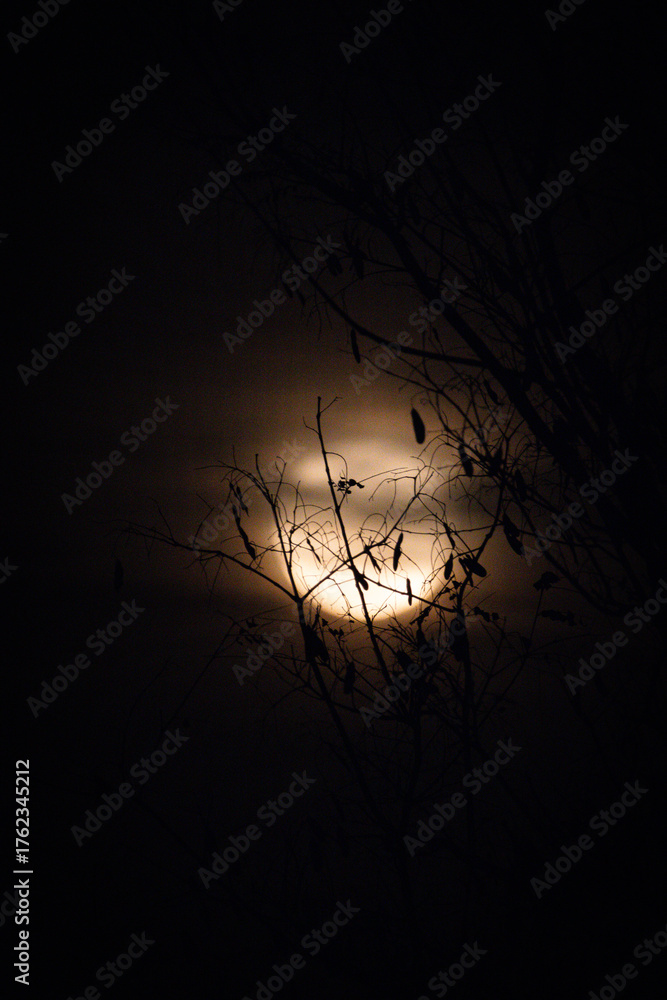 Fototapeta premium Moon and cloud behind branches