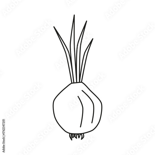Cute hand drawn outline onion isolated on white background. Healthy vegetarian food. Summer and autumn harvest.