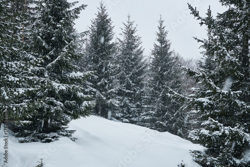 Winter forest landscape during a gentle snowfall.
