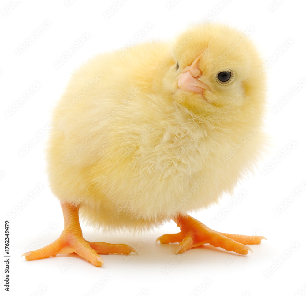 Fototapeta premium Yellow chick standing isolated on white background