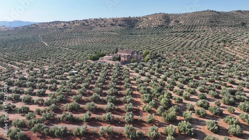 vista del Santuario de la Virgen de la Encina rodeado de olivos, Andalucía