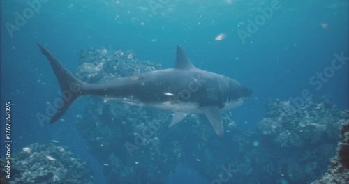 Wallpaper Mural A large shark glides gracefully above a colorful coral reef, surrounded by shimmering blue waters. Sunlight filters through, illuminating the underwater environment where small fish swim nearby. Torontodigital.ca