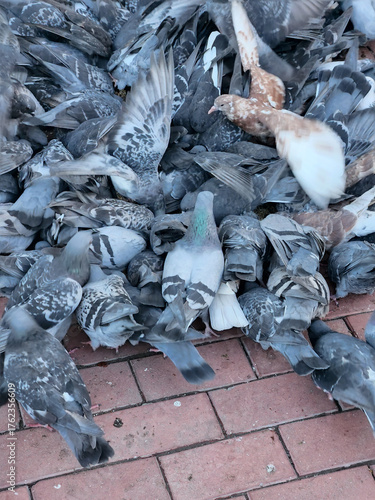 Pigeons. A flock of city pigeons. A group of pigeons on the sidewalk